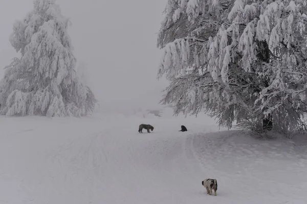 Frosty winter. Trees covered by heavy snow. Snow figures on trees. Dogs are playing in the snow