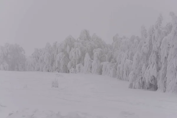 Paesaggio Forestale Montagna Una Giornata Invernale Nebbiosa — Foto Stock