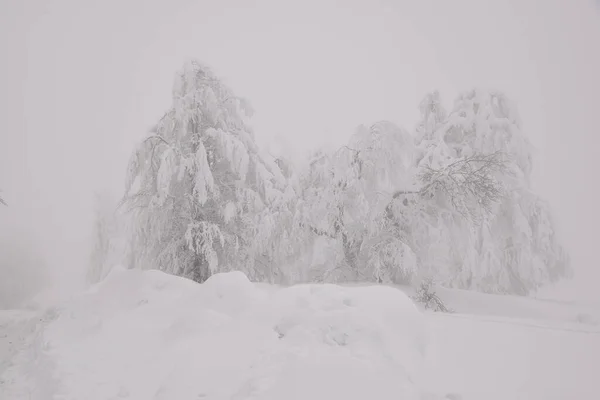 Horský Les Krajina Mlhavý Zimní Den — Stock fotografie