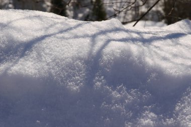 Dağlardaki orman manzarası. Ağaçlar, dallar ve buz oluşumu ayrıntıları
