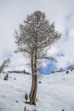 Avusturya Alplerinde kış manzarası