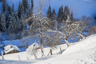 Avusturya Alplerinde kış manzarası
