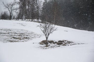 Grossarl, Avusturya 'da sisli kış manzarası