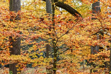 Parkta sonbahar yaprakları