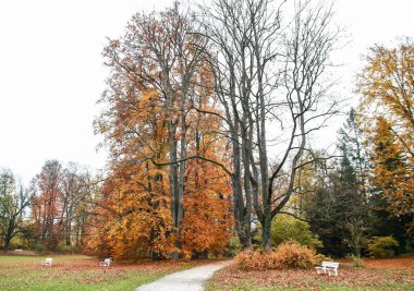Parkta sonbahar yaprakları