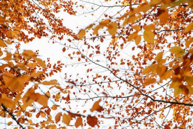 Parkta sonbahar yaprakları