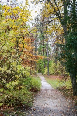 Parkta sonbahar yaprakları