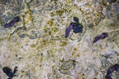 Çakıl taşı kaldırım dokusu. Tasarım için soyut arkaplan