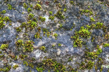Çakıl taşı kaldırım dokusu. Tasarım için soyut arkaplan