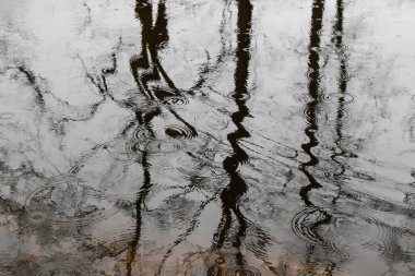 Ağaç dalları suya yansıyor