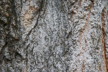 Doğal desenli ahşap doku arkaplan yüzeyi