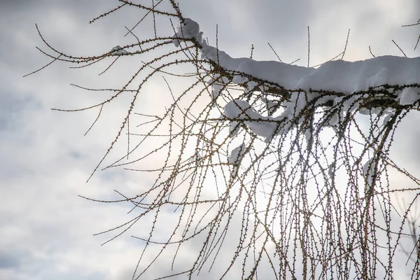 Árbol Invierno Ramas Llenas Nieve — Foto de Stock