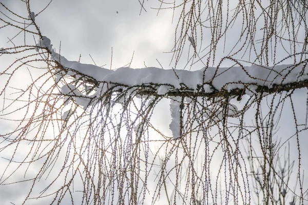 Árbol Invierno Ramas Llenas Nieve — Foto de Stock