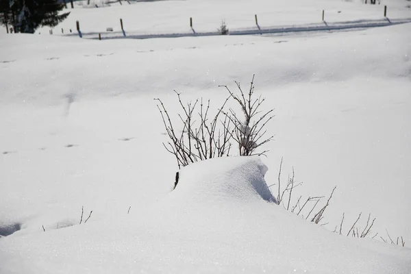 Boslandschap Bergen Bomen Takken Ijsvormingsdetails — Stockfoto