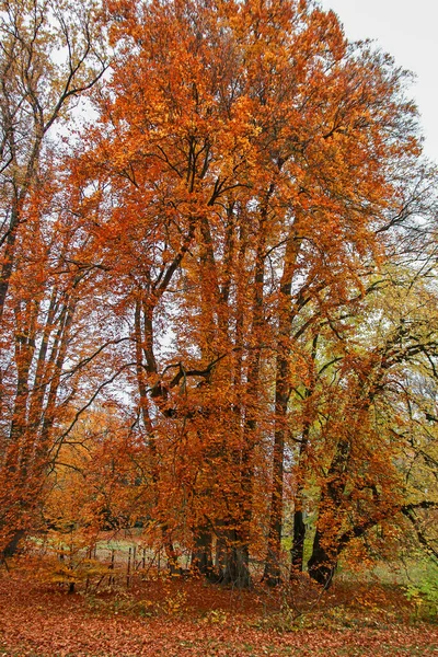 공원에 나뭇잎 — 스톡 사진