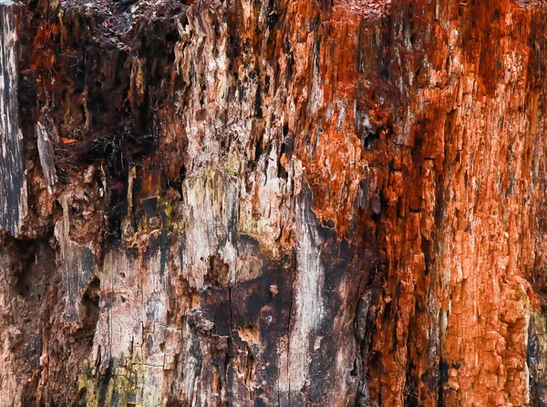 Holz Textur Hintergrundoberfläche Mit Natürlichem Muster — Stockfoto