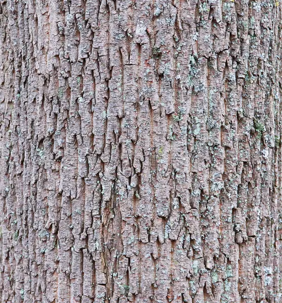 木の質感の背景表面と自然パターン — ストック写真