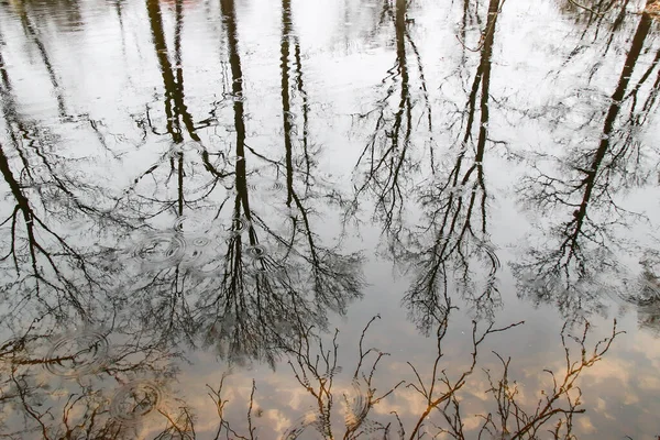 Äste Spiegeln Sich Wasser — Stockfoto