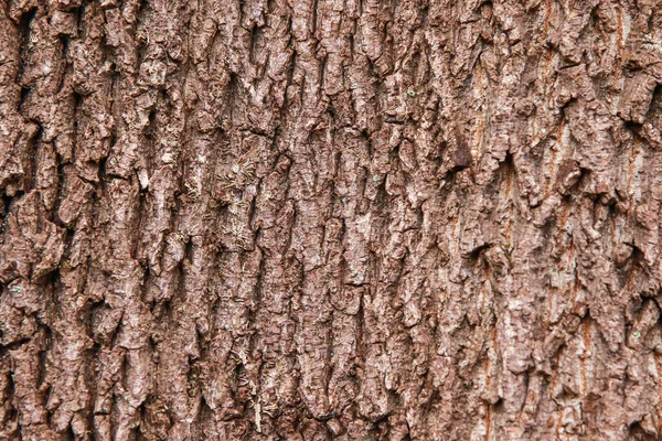 Holz Textur Hintergrundoberfläche Mit Natürlichem Muster — Stockfoto