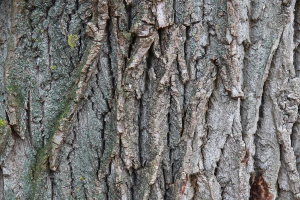 Wood Texture Background Surface Natural Pattern — Stock Photo, Image