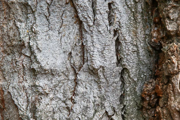 Holz Textur Hintergrundoberfläche Mit Natürlichem Muster — Stockfoto