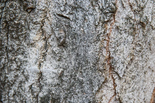 Holz Textur Hintergrundoberfläche Mit Natürlichem Muster — Stockfoto