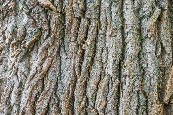 木の質感の背景表面と自然パターン — ストック写真