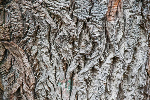 Holz Textur Hintergrundoberfläche Mit Natürlichem Muster — Stockfoto