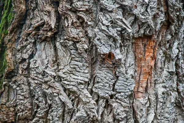 Holz Textur Hintergrundoberfläche Mit Natürlichem Muster — Stockfoto