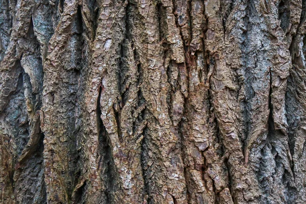 Holz Textur Hintergrundoberfläche Mit Natürlichem Muster — Stockfoto
