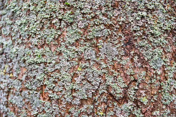 Wood Texture Background Surface Natural Pattern — Stock Photo, Image