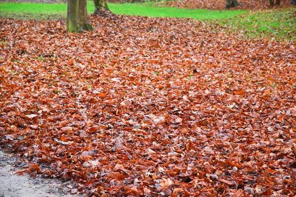 Rostiges Herbstlaub Park — Stockfoto