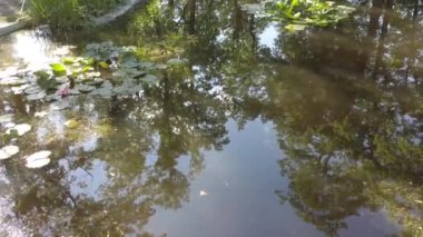 Almanya 'nın Regensburg kentindeki Herzog parkındaki bir gölde su zambakları.