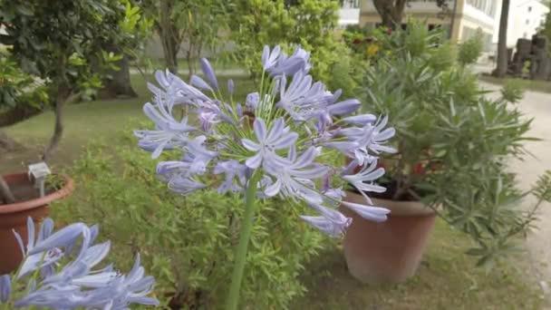 Μπλε Λουλούδι Άνθιση Στο Πάρκο Herzog Regensburg Γερμανία Την Άνοιξη — Αρχείο Βίντεο