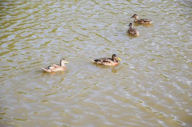 # Göldeki vahşi kahverengi ördekler #