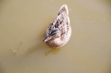 # Göldeki vahşi kahverengi ördekler #