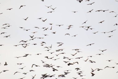 Gökyüzünde uçan kuş siluetleri