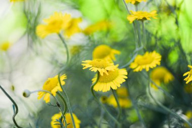 Bahçedeki sarı çiçekler