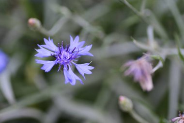 Tarlada mavi çiçekler