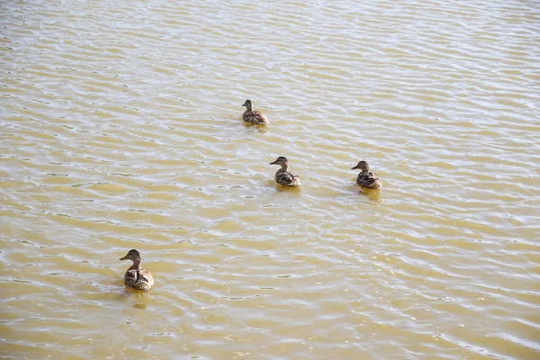 Wild Brown Ducks Lake — Stock Photo, Image
