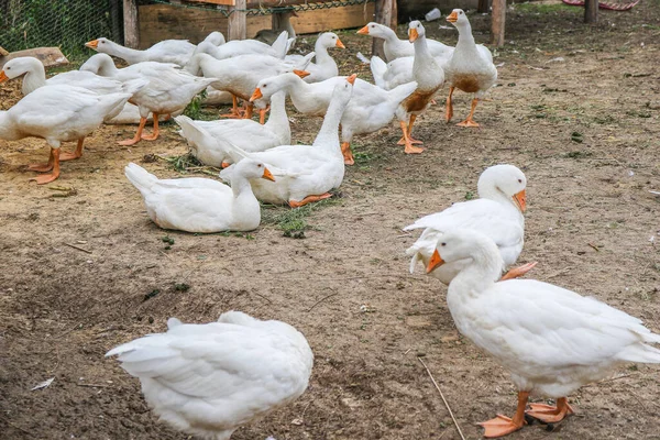 Beyaz Kazlar Bir Çiftliğinin Yanında — Stok fotoğraf