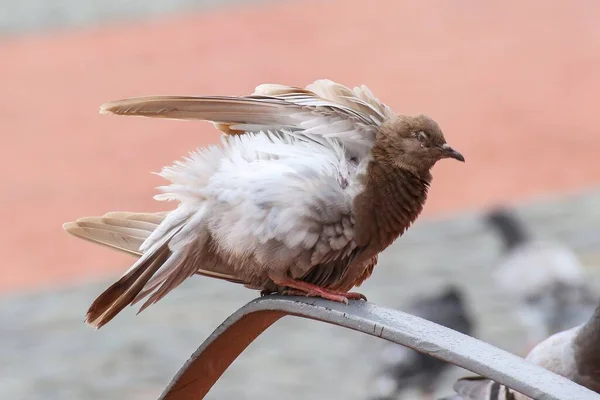 Taube Sitzt Auf Einer Bank — Stockfoto