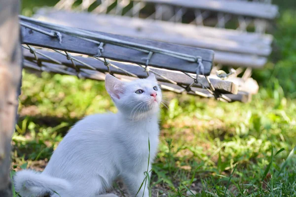 緑の植生の近くの白い猫 — ストック写真