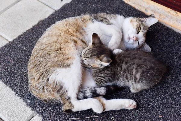 Katzenfamilie Der Nähe Des Hauses — Stockfoto