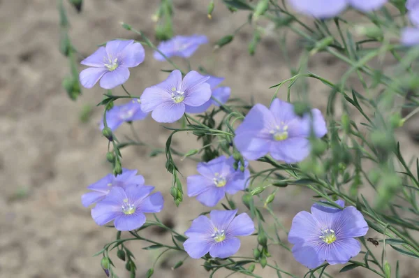 Blå Blommor Fältet — Stockfoto