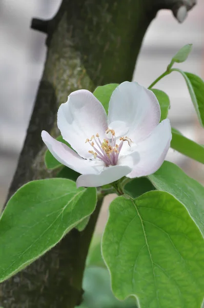 White Apple Flower Spring Time — Stock Photo, Image
