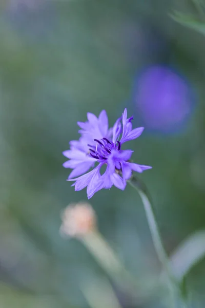 Flores Azuis Campo — Fotografia de Stock