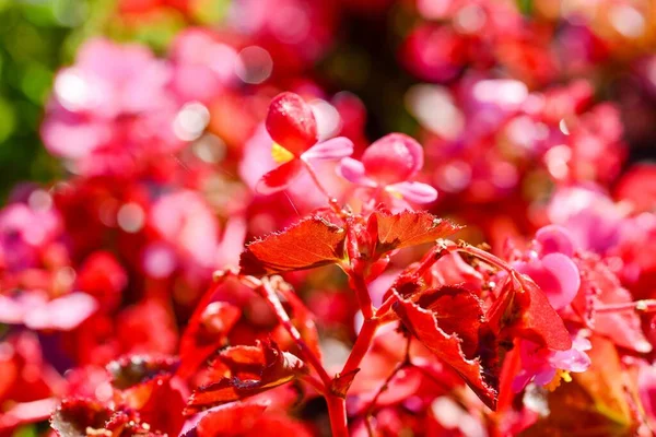 Röda Blommor Trädgården — Stockfoto