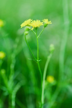 Sarı çiçekler tarlada
