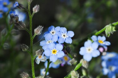 Tarlada mavi çiçekler